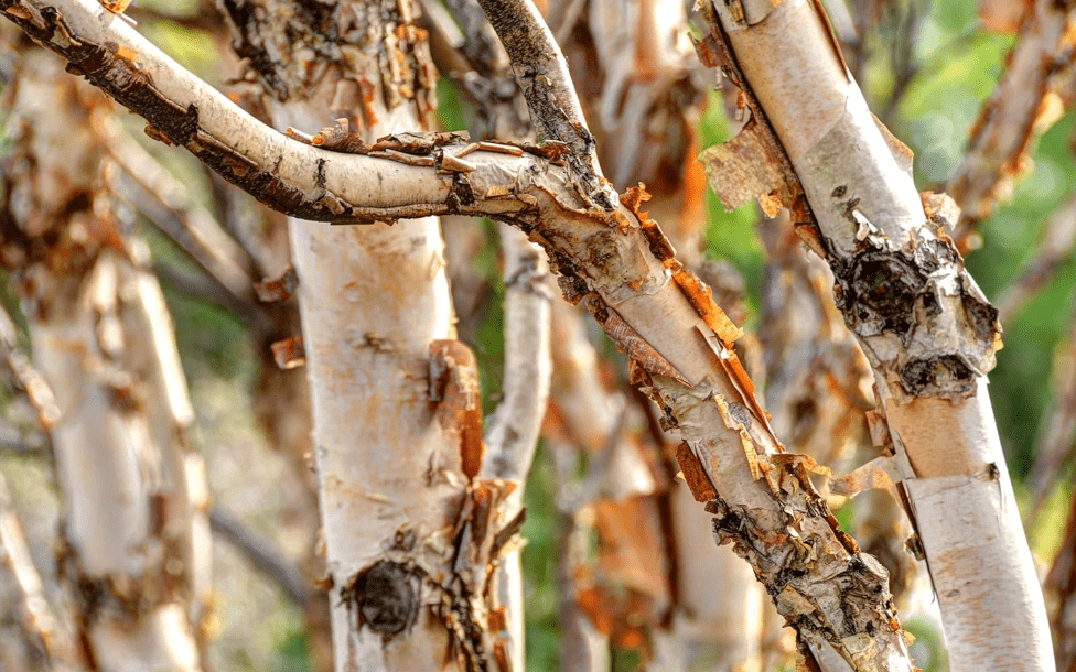  River Birch Tree Seedlings for Planting - Year Old Seedlings with Good Roots