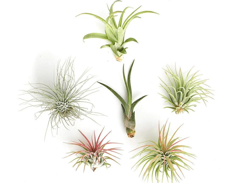 
Shop Succulents | Assorted Collection of Live Air Plants, Hand Selected Variety Pack of Air Succulents 