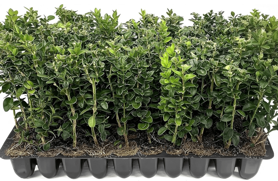 
Green Mountain Boxwood | 10 Live Plants | Buxus sempervirens ‘Green Mountain’ | Evergreen Privacy Shrub | Compact Formal Garden Plant