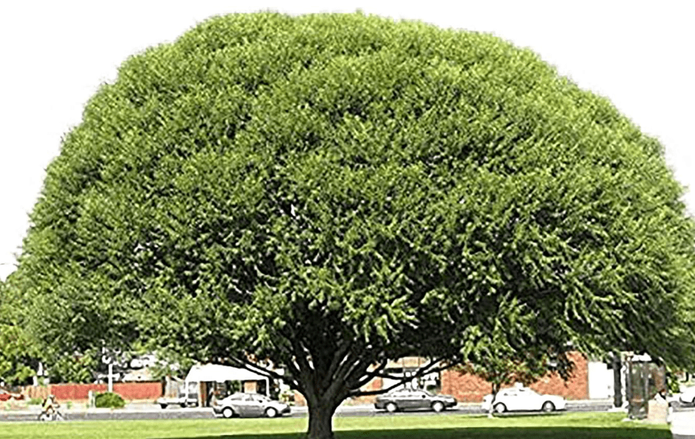 4 Globe Willow Trees - Shade or Privacy Tree - Fast Growing #BC2