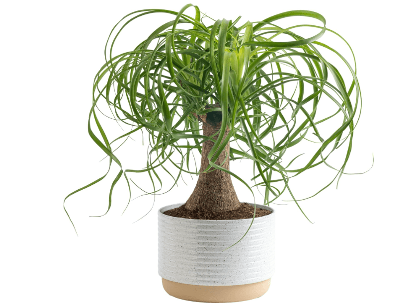 
Costa Farms Ponytail Palm Bonsai, Easy to Grow Live Indoor Plant in Indoors Garden Planter Pot, Air Purifying Houseplant, Housewarming, Birthday Gift