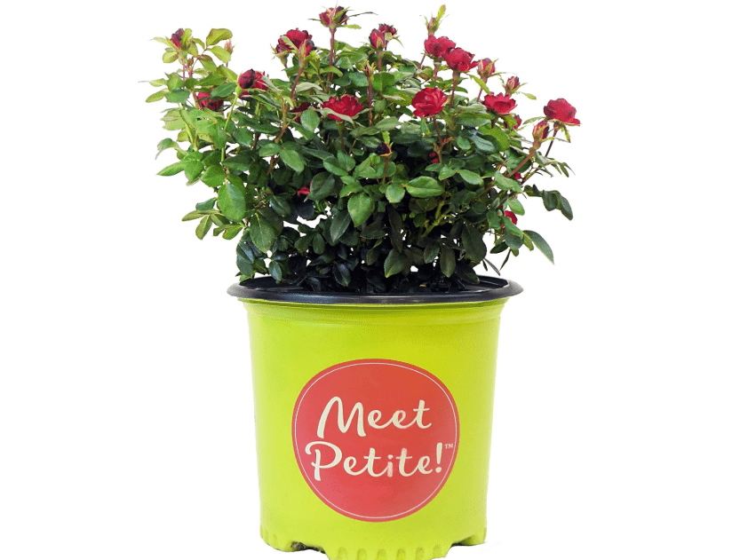 
Green Promise Farms Rosa Petite Knock Out (Reblooming) Rose, 2-Size Container, deep red Flowers
