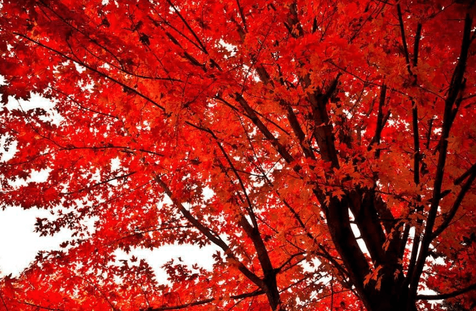  Red Maple Tree - 12-16" Tall Live Plant - Quart Pot