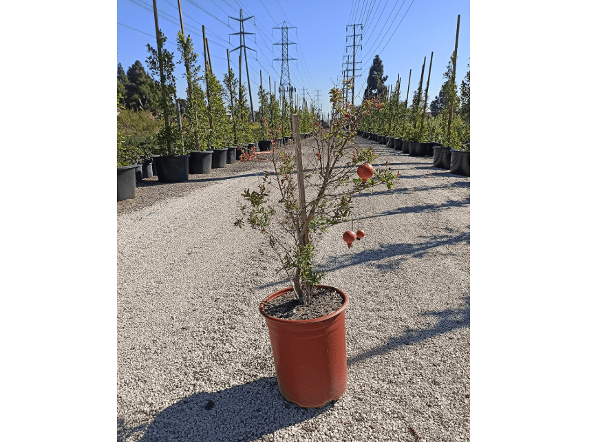 
Pomegranate Bonsai Fruit Tree – Dwarf Small Ornamental Fruit Live Tree 5 Gallon Small Fruit Variety Bonsai Style Tree