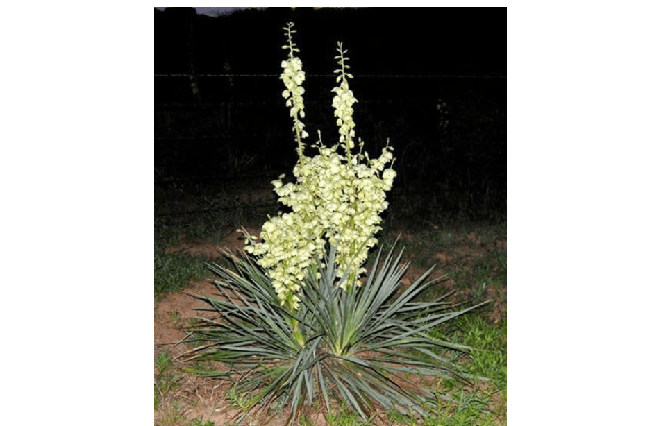 
Generic Yucca Plant Adams Needle 20 Inches Tall Landscaping Plants Flowers Shrubs