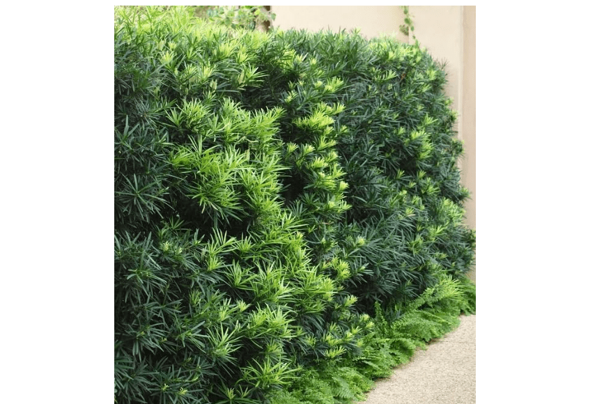 
Podocarpus Macrophyllus I 2 Large Gallon Size Plants I Japanese Yew I Live Evergreen Yew Pine - Perfect for Landscaping and Privacy Screens