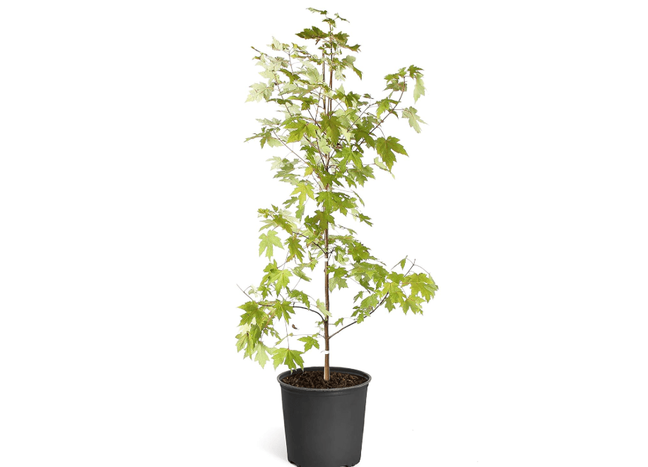  Brighter Blooms - October Glory Red Maple Tree, 5-6 ft, No Shipping 