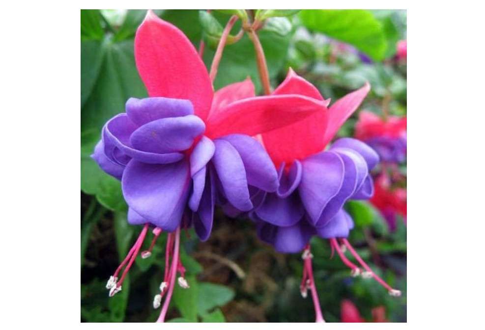  2-Pack Live Blue Eyed Fuchsia Fuschia Plant Bush Shrub Butterfly Hummingbird Attraction pollinator in a 3" Pot, Well Rooted Flowers Additional Items 