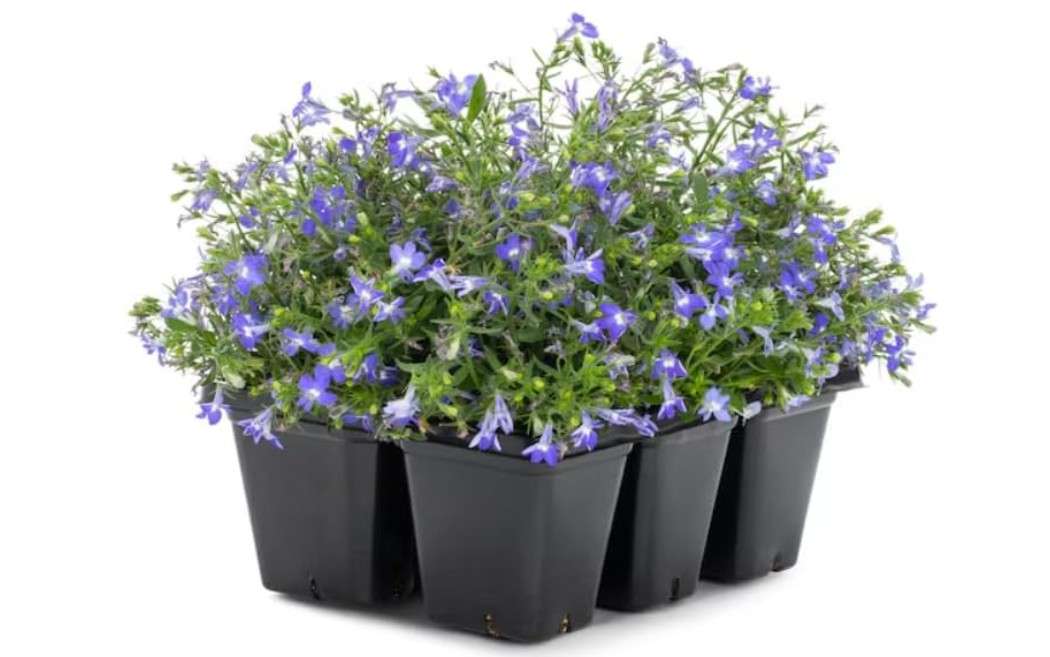  3 Trays, 6-Pack in Nursery Pots, Live Lobelia Plants, Purple & Blue Mix, Flowering Annual for Containers & Borders