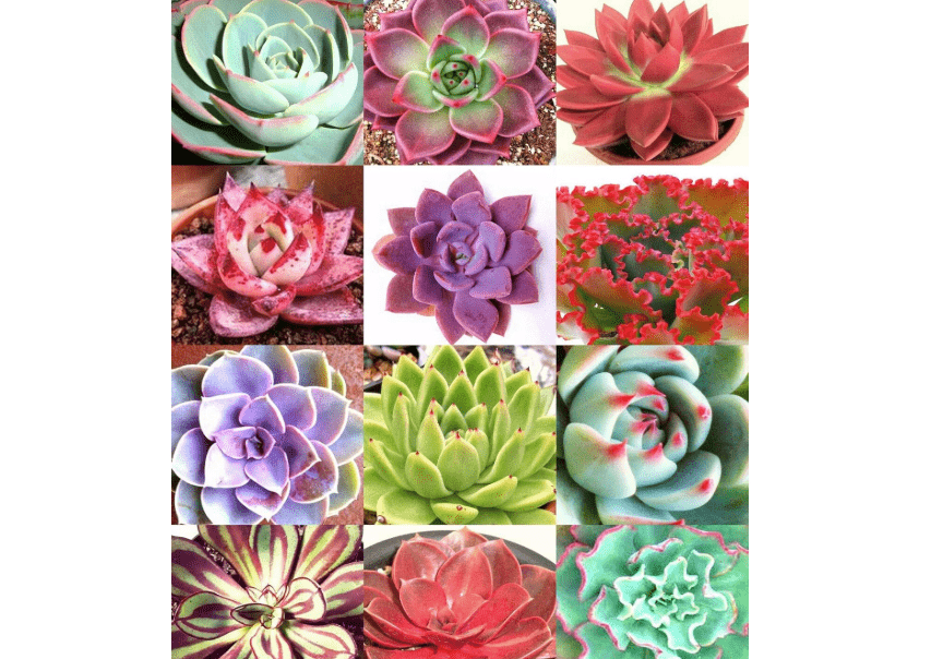 
Flowering ECHEVERIA Mix Rare Exotic Succulent Hen & Chicks Flower Seed 100 Seeds , Succulent, Cactus, (TJ) for Gardening and Planting