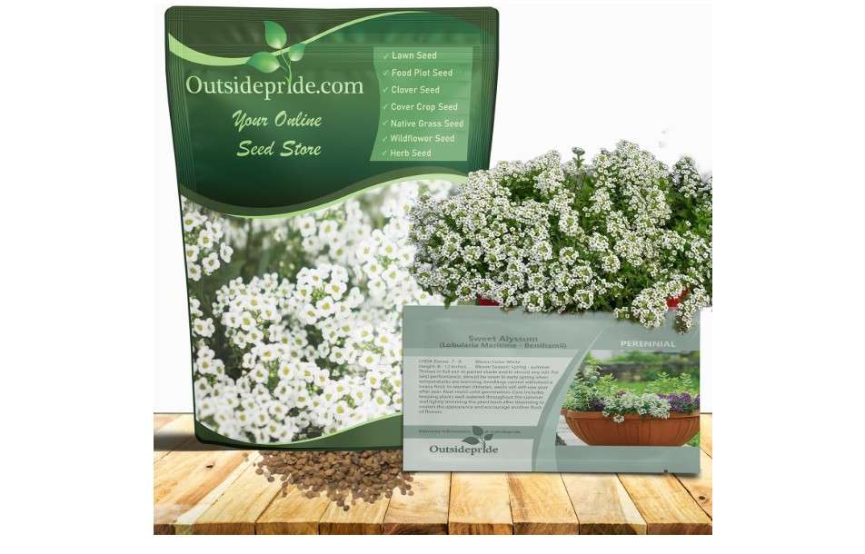 Outsidepride Perennial Sweet Alyssum Seeds - 5,000 Pieces White Lobularia Maritima Seeds for Ground Cover, Pollinator-Friendly Gardens, Drought-Tolerant