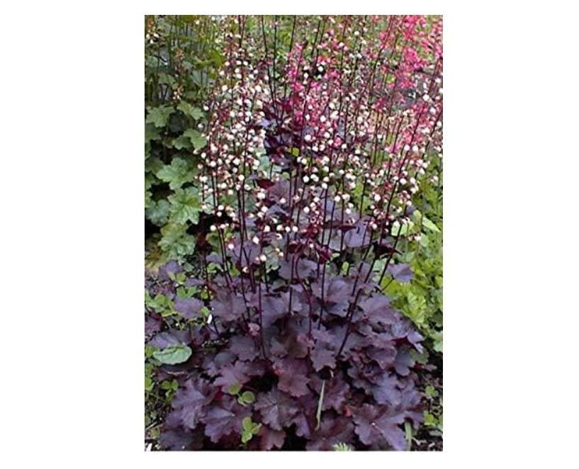  50 Palace Purple HEUCHERA / Coral Bells Micrantha Flower (ASFP) ct Can Grow in Pot