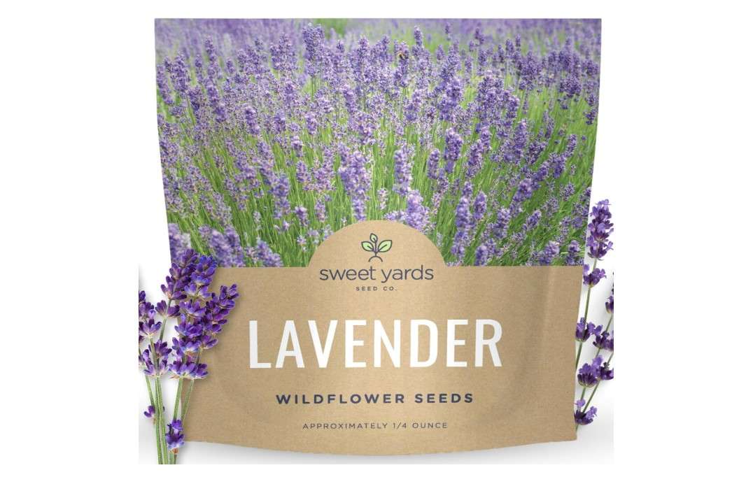  Lavender - Large 1/4 Ounce Packet - 7,000 Flower Seeds for Planting - Lavandula angustifolia