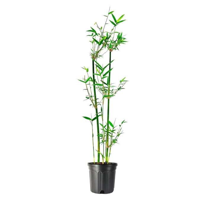  Green Hedge Clumping Bamboo Plant/Bambusa multiplex - Non-Invasive Form