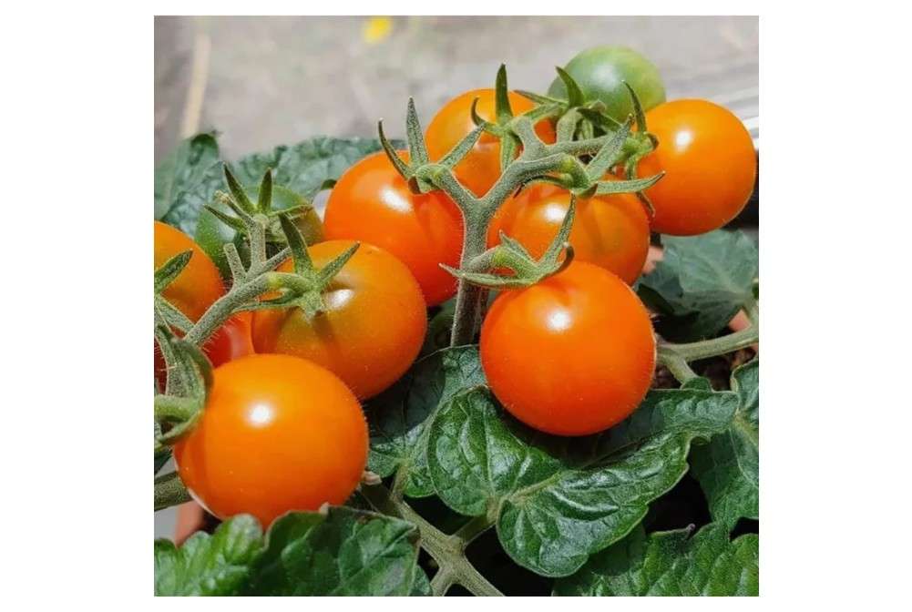 
100PCS Orange Hat Micro Dwarf Tomato Seeds Non-GMO Heirloom Seeds