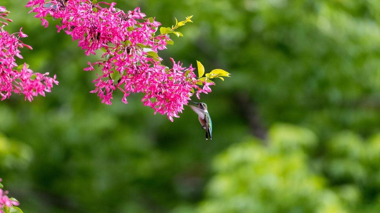 Close-up of a hummingbird tree with pink blooms and a feeding hummingbird in daylight