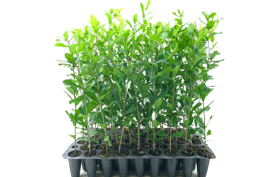  Southern Live Oak Tree | Quercus Virginiana | 3 Live Plants | Durable Picturesque Shade Tree | Dark Green Foliage