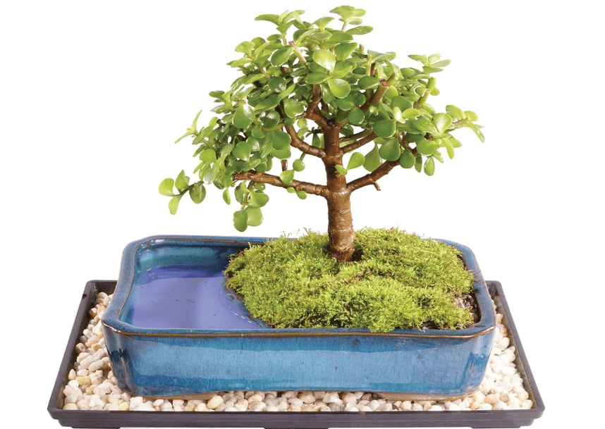
Brussel's Bonsai Live Dwarf Jade Bonsai Tree, Indoor - Medium, 4 Years Old, 8 to 12 Inches Tall - Decorative Water Bonsai Pot with Bonsai Tray