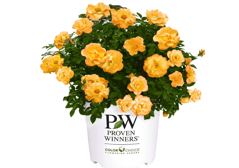 
2 Gallon Proven Winners Rose Suñorita Shrub