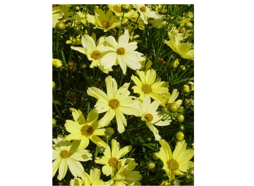 
Coreopsis verticillata 'Moonbeam' (Tickseed) Perennial, pale yellow flowers, 1 - Size Container