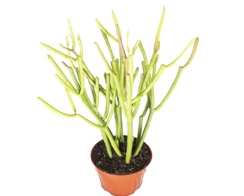 
Euphorbia Tirucalli (Sticks on Fire) Succulent - 4'' from California Tropicals