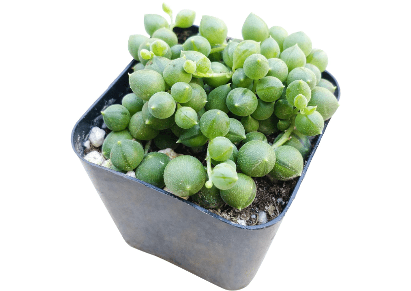 
String of Pearls Plants Succulents 