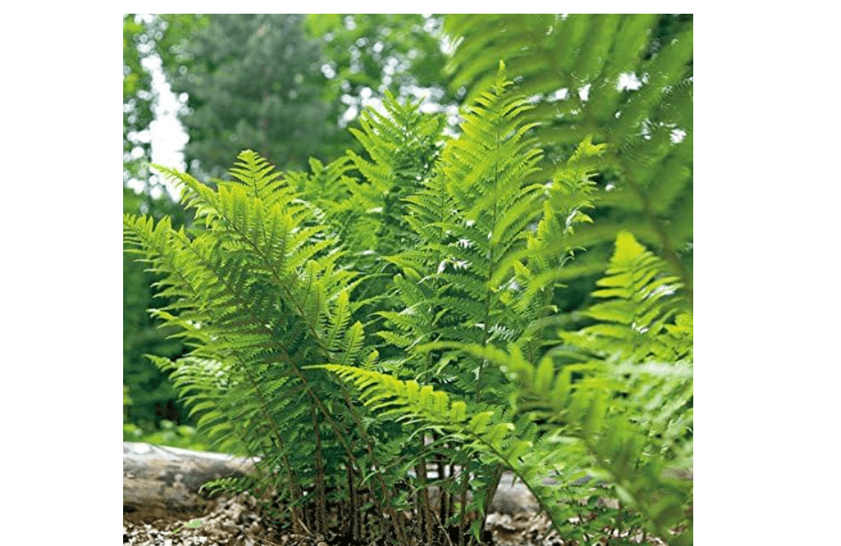 
Generic 20 Lady Fern rhizoms,Athyrium filix-femina, green