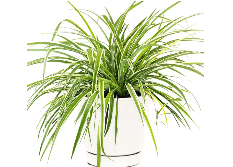 
Spider Plant - Chlorophytum comosum (6" White Minimalist Pot with Saucer) - Air-Purifying Easy Houseplant for Low Light Rooms - Easy to Care Houseplant.