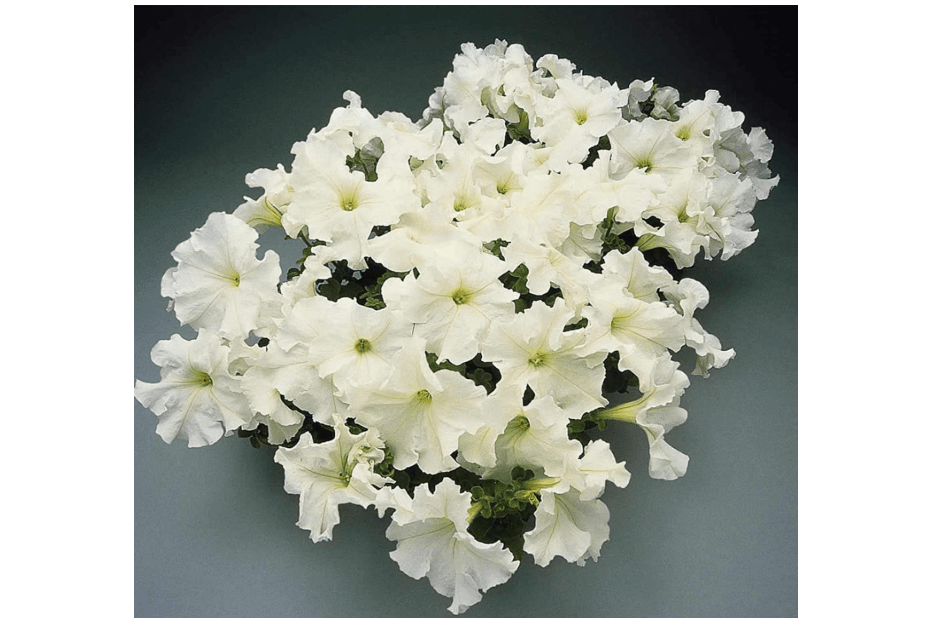 Petunia - Supercascade Series Flower Garden Seed - 1000 Pelleted Seeds - White Color Blooms - Annual Flowers - Cascading Petunias
