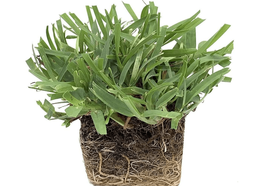 
Palmetto St. Augustine Grass Plugs/Box of 72
