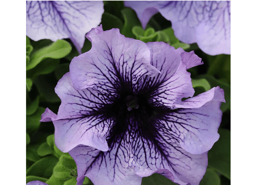
Petunia - Daddy Series Flower Garden Seed - 1000 Pelleted Seeds - Blue Blooms - Petunia x hybrida - Single Grandiflora Petunias 