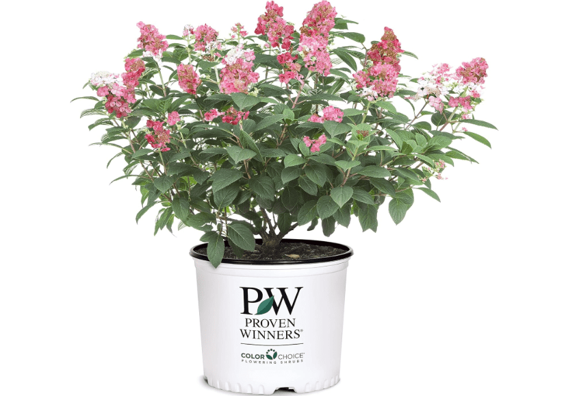 
2 Gal Proven Winners Little Quick Fire Hydrangea, Rich Pink and Creamy White