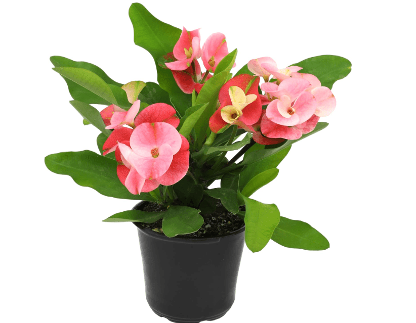 
Euphorbia Crown of Thorns Plant Decor, Perennial Plants Ready to Plant, Cactus Plants Live Houseplants, Outdoor Plants Live House Plants Live Plants