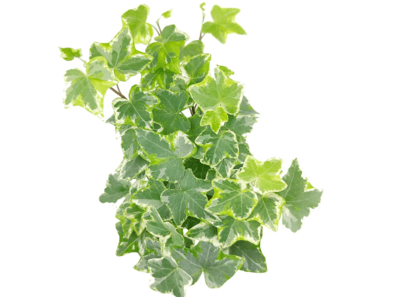 Golden English Ivy - Hedera Helix Kolibri (2" Grower Pot) - Eye-catching, Air-Purifying, Easy to Grow Houseplant - Best Trailing Houseplant for Home and