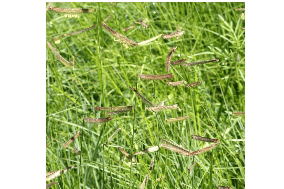 
Everwilde Farms - 1 Lb Blue Grama Native Grass Seeds - Gold Vault