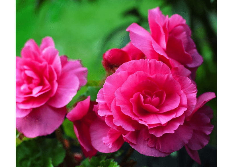 
Tuberous Begonia Nonstop Series Plant Seeds (Pelleted): Deep Rose - 100 Seeds - Annual Decorative Flower Plant, Houseplant
