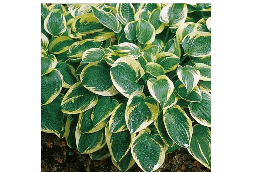 
Wide Brim Hosta Plants for Growing - Beautiful Green and Yellow Hosta Plants (1 Hosta Root