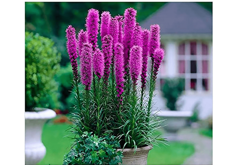 
Purple Blazing Star - 10 Fresh Bulbs - Liatris Spicata Flower Bulb - Perennial Gayfeather Plant for Planting Outdoor - Perfect for Borders and Landscapes