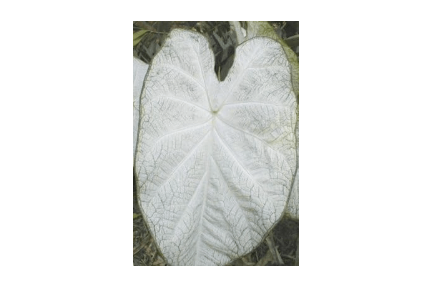 
(3) June Bride Caladium, Bulbs, Great for any Garden, Great as a Houseplant