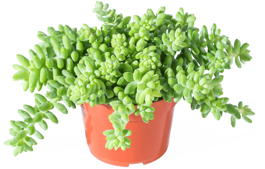 4" Donkey's Tail, Live Sedum Morganianum-Burro's Tail Succulent Fully Rooted in Pots with Soil Mix, Rare House Plant for Home Office Weddin