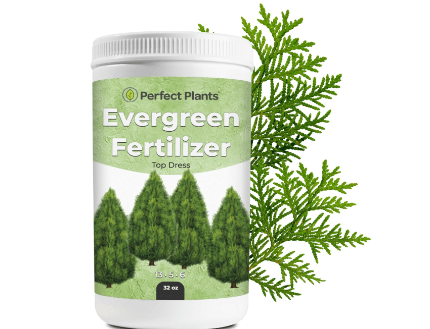
Evergreen Fertilizer by Perfect Plants | Top Dress Slow Release granular Tree and Shrub Food | Great for Arborvitae, Boxwood Shrubs, or Juniper