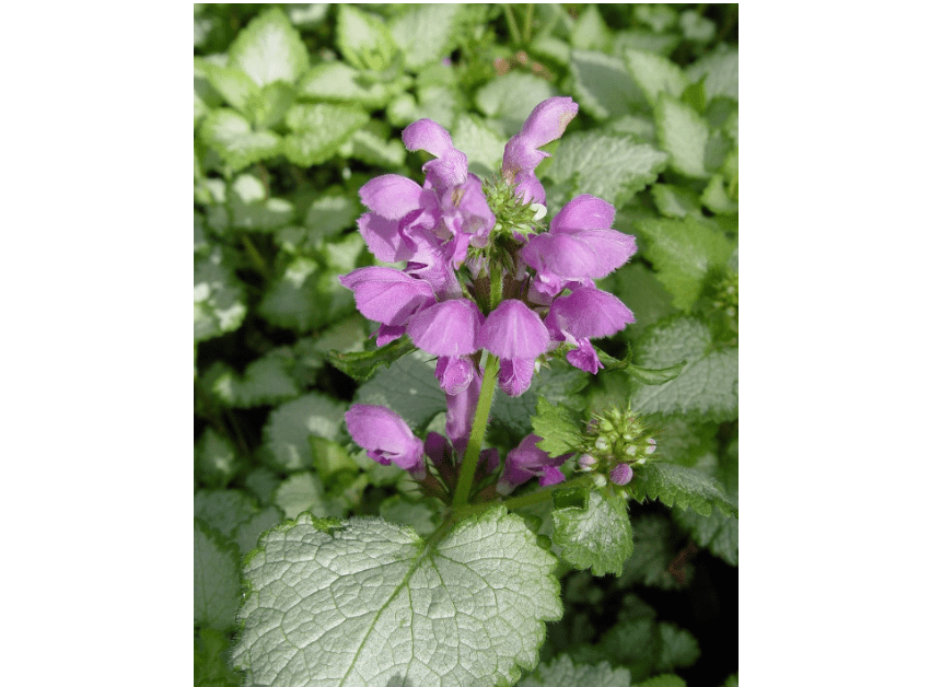 
Lamium 'Orchid Frost' (Deadnettle) Perennial, purple flowers, 1 - Size Containe