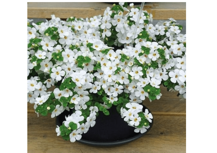 
Outsidepride White Snowtopia Bacopa Seeds - 10 Pcs Low Maintenance Perennial Flower Seeds with Cascading, Vibrant Blooms & Trailing Growth Habit, for.