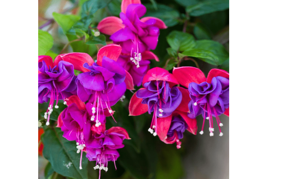 
Set 4 Fuchsia Flower Plants, Flowering Fuchsia Live Plants, 3-5 Inch Tall 