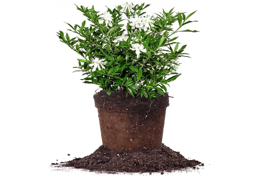 
Perfect Plants Frostproof Gardenia Live Plant, 1 Gallon Pot