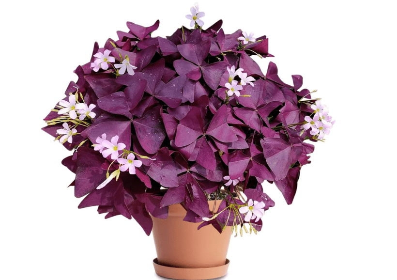 
20PCS Purple Shamrocks Bulbs Good Luck Plant Oxalis Bulbs for Planting Indoor or Outdoor Oxalis Triangularis Bulb