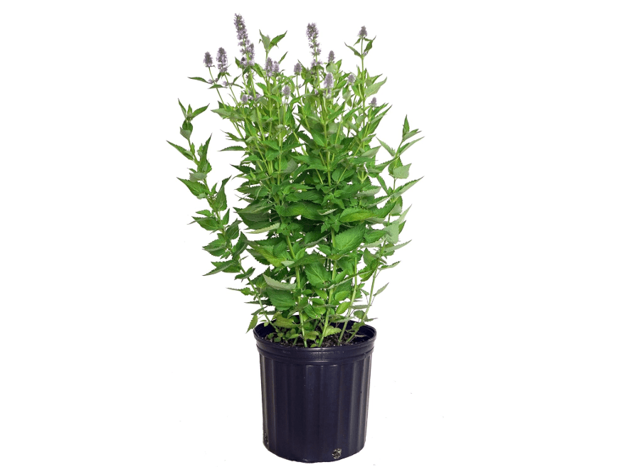 
Agastache x 'Blue Fortune' (Anise) Perennial, blue flowers