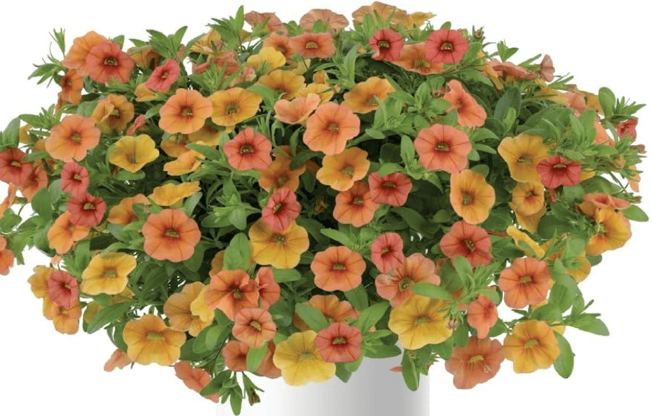 
Calibrachoa, 4 Mixed Plants