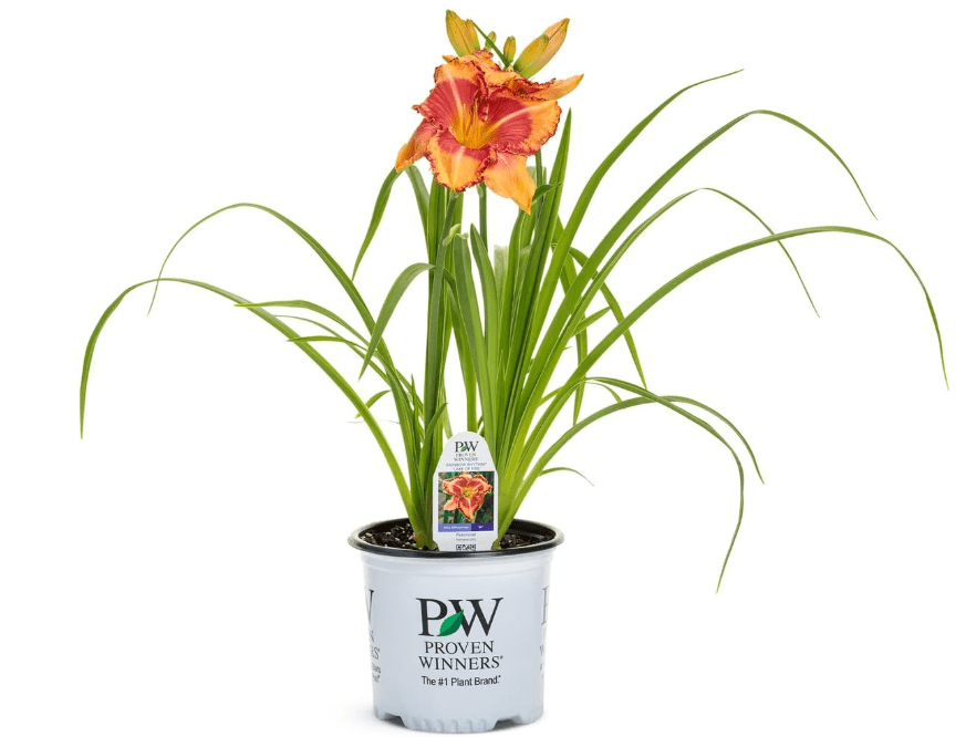 
0.65 Gallon, Rainbow Rhythm® 'Lake of Fire' Daylily (Hemerocallis Hybrid