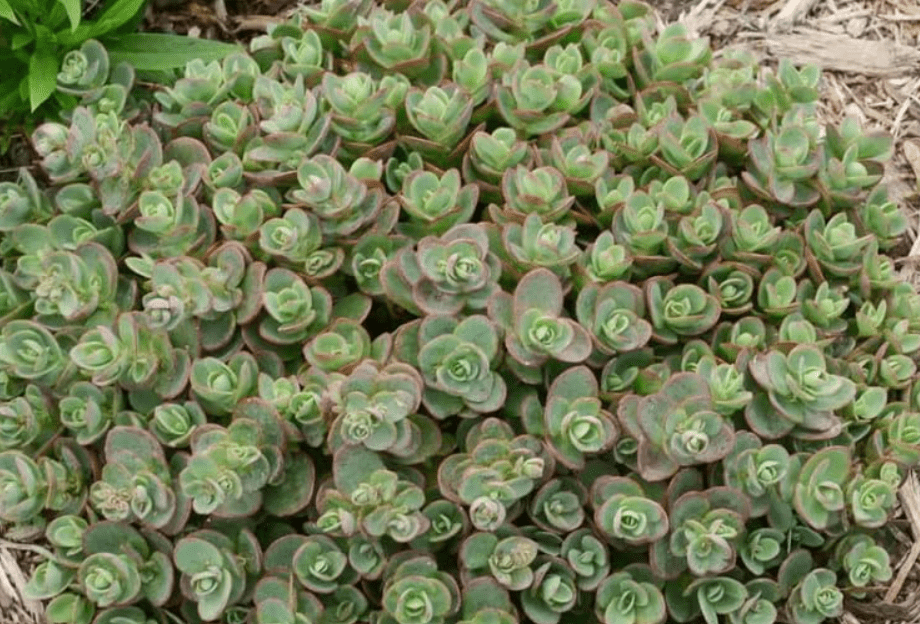 
Lime Zinger Succulent - Stonecrop Sedum Plant - 4 inch Pot